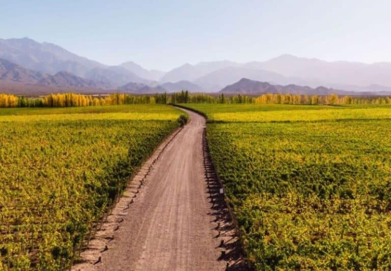 Las rutas del vino argentino